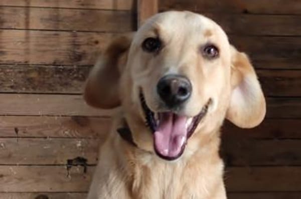 CharlieSucht ruhiges Plätzchen⭐