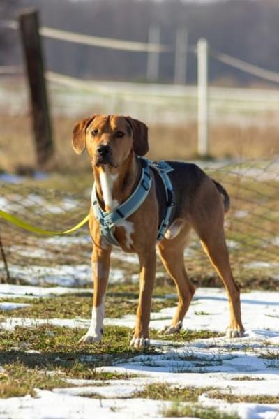 Tadeus  sucht sein Körbchen 🐶