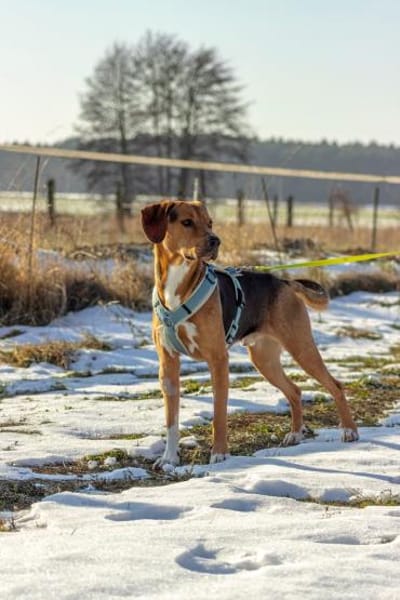 Tadeus  sucht sein Körbchen 🐶