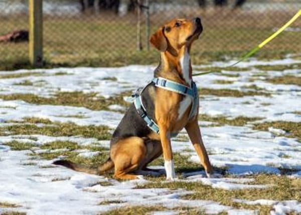 Tadeus  sucht sein Körbchen 🐶