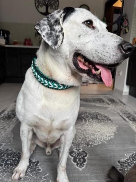 Ximby wer macht ihn endlich glücklich?