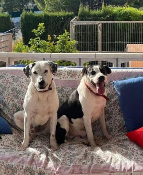 Ximby wer macht ihn endlich glücklich?