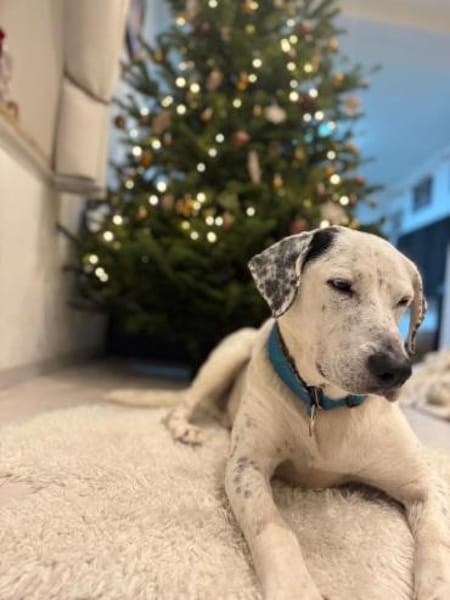 Ximby wer macht ihn endlich glücklich?