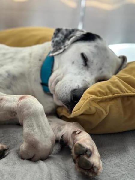 Ximby wer macht ihn endlich glücklich?