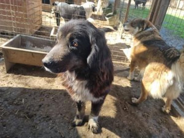 SVENJA-ruhige Hündin, 54cm,längeres Fell