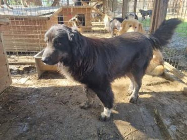 SVENJA-ruhige Hündin, 54cm,längeres Fell