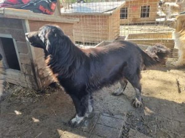 SVENJA-ruhige Hündin, 54cm,längeres Fell