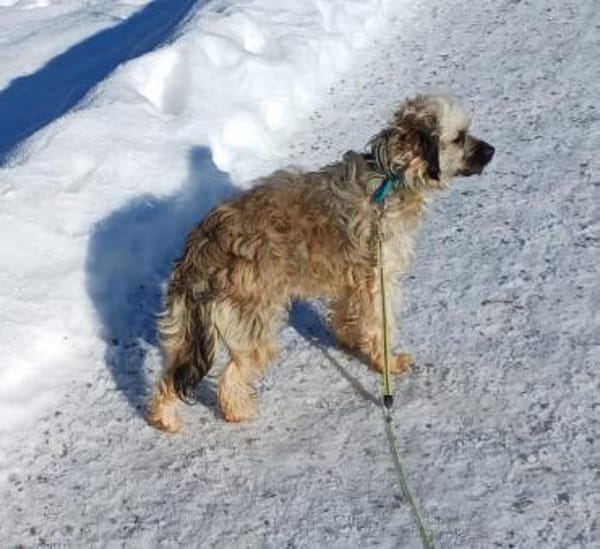 Kenzy sucht liebevolles fröhliches Zuhau