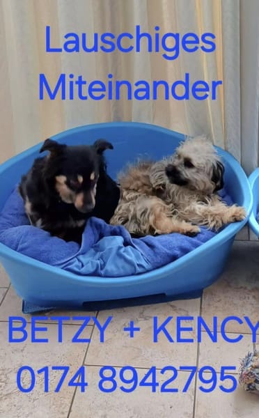 Kenzy sucht liebevolles fröhliches Zuhau