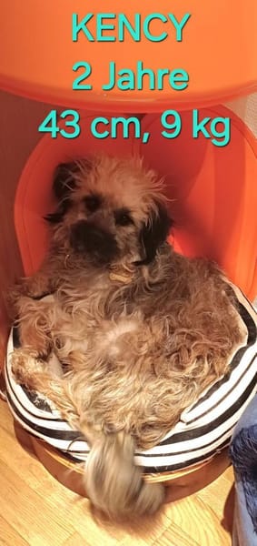 Kenzy sucht liebevolles fröhliches Zuhau