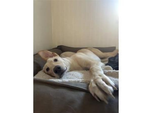 Fly - wartet in 56379 Oberwies