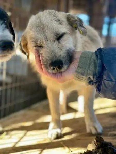 KALEA-zutrauliche, zuckersüße Hündin