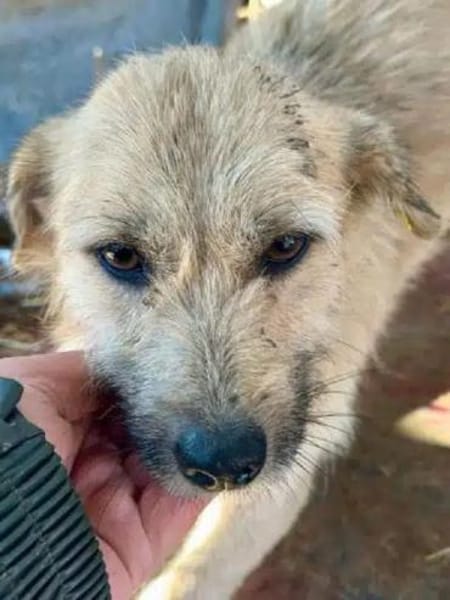 KALEA-zutrauliche, zuckersüße Hündin