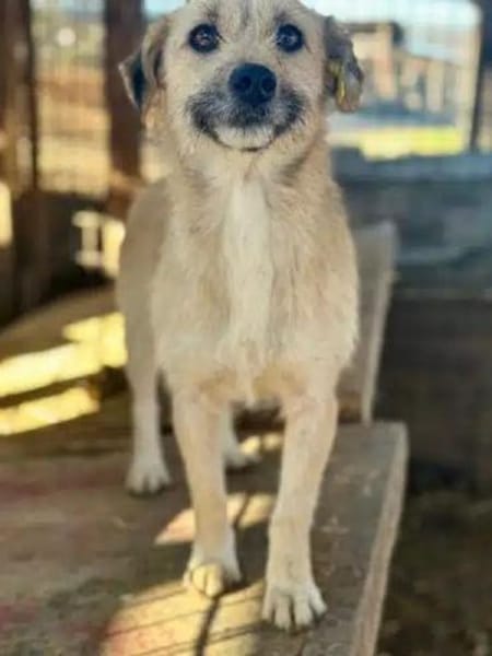 KALEA-zutrauliche, zuckersüße Hündin