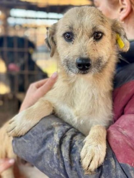 KALEA-zutrauliche, zuckersüße Hündin