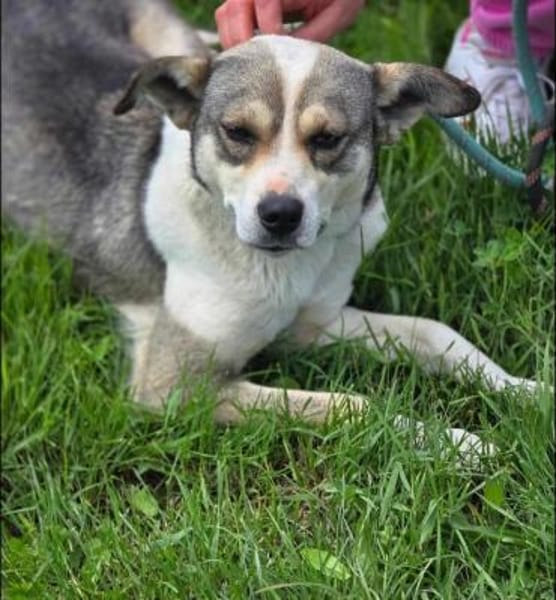 BRINA = Schatz auf vier 🐾🐾 ♥