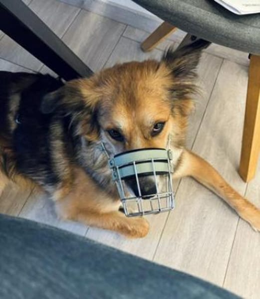 Artemia - großartig, lernwillig