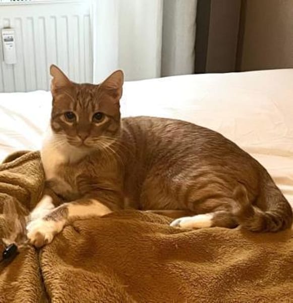 Freundlicher ime (Simon) sucht seine Me