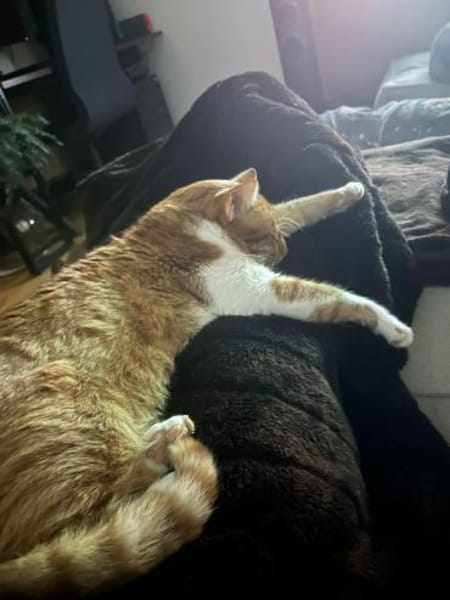 Freundlicher ime (Simon) sucht seine Me