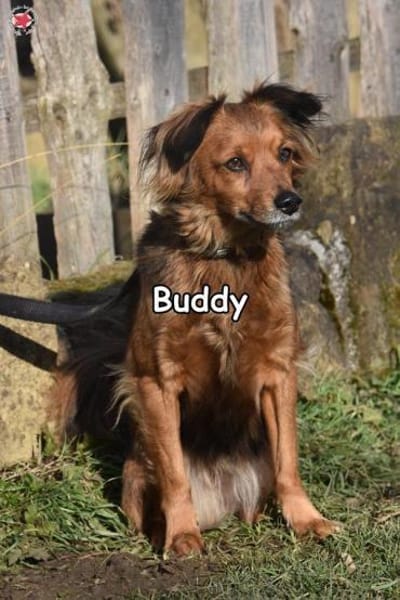 BUDDY