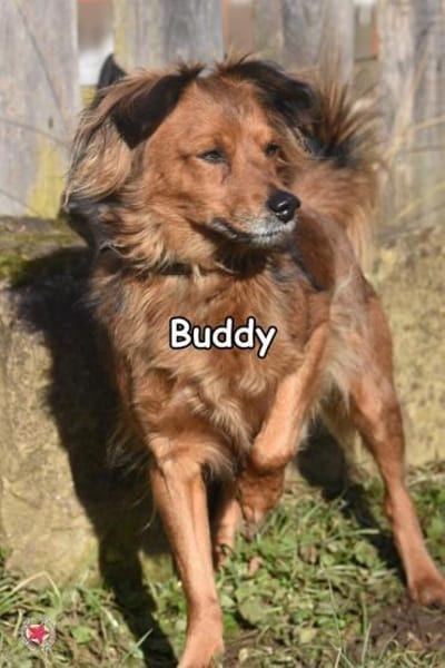 BUDDY