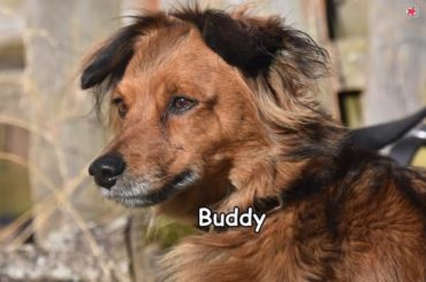 BUDDY