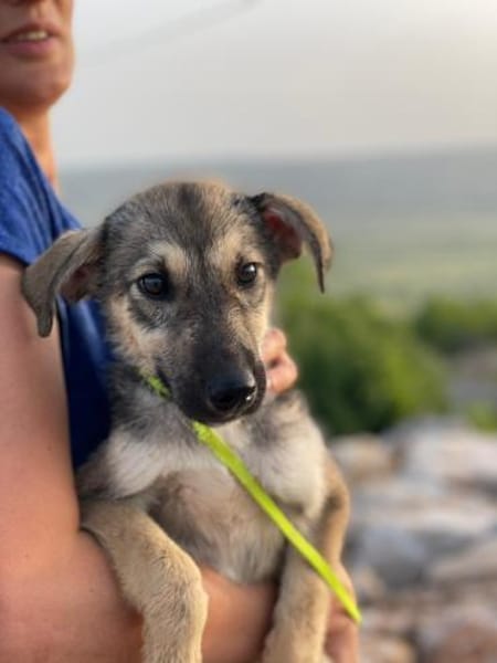 AhriMöchte liebe und verstanden werden