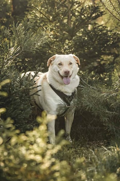 Lumi - ein treuer Freund