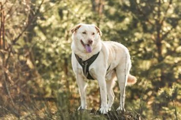 Lumi - ein treuer Freund