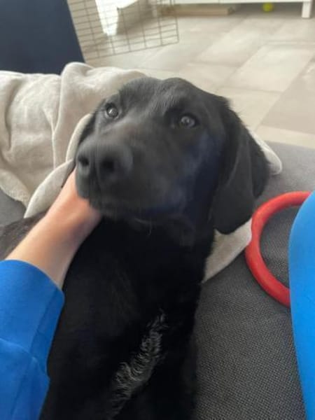 🐾 Abba  sanfte Labrador-Mix-Hündin