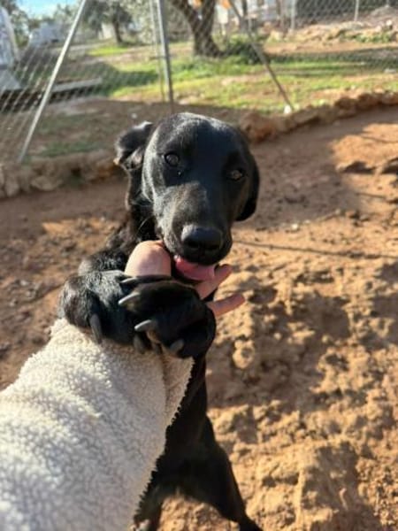 🐾 Abba  sanfte Labrador-Mix-Hündin