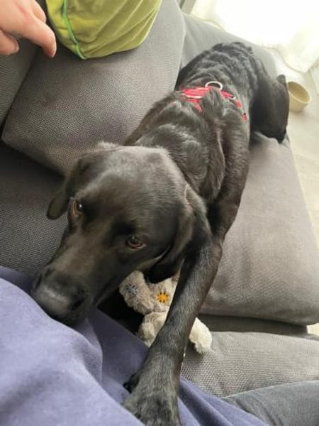 🐾 Abba  sanfte Labrador-Mix-Hündin