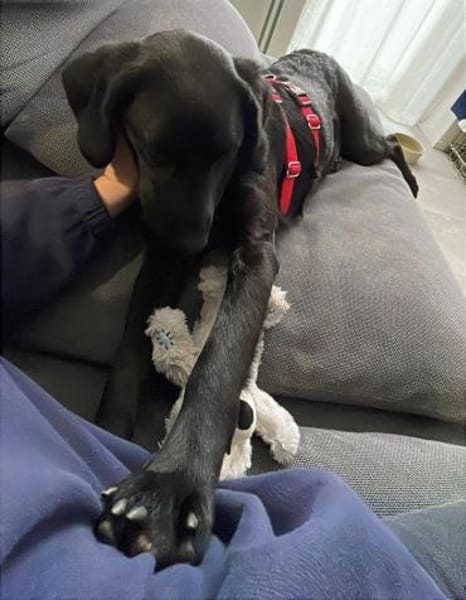 🐾 Abba  sanfte Labrador-Mix-Hündin