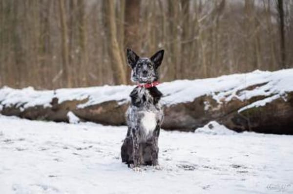 Foxy hätte so gerne endlich eine Familie