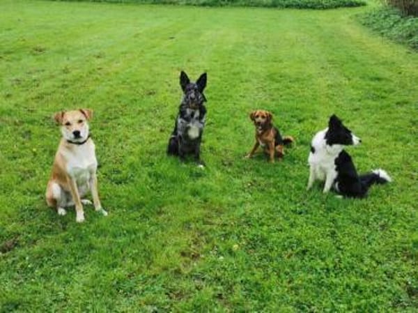 Foxy hätte so gerne endlich eine Familie