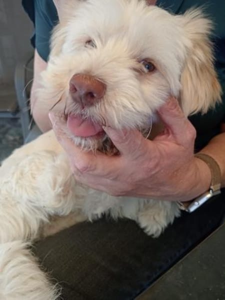 Charakterkopf Lucky sucht dich!