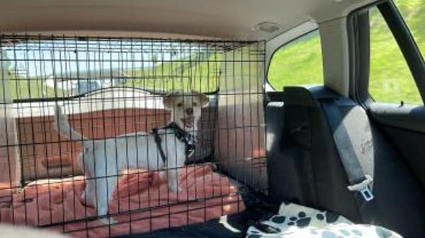 Charakterkopf Lucky sucht dich!