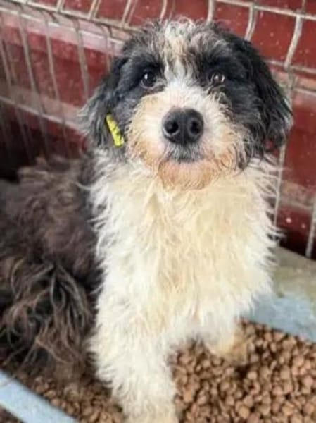 OLE-wunderschöner, sanfter Rüde,45 cm