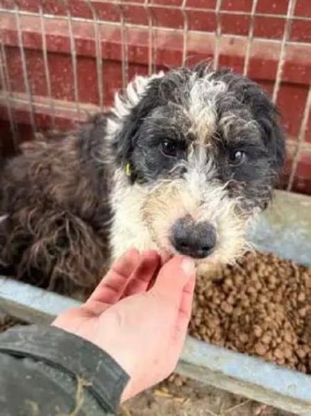 OLE-wunderschöner, sanfter Rüde,45 cm