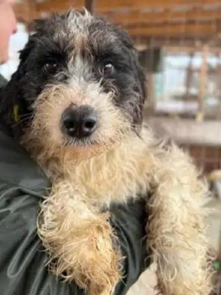 OLE-wunderschöner, sanfter Rüde,45 cm