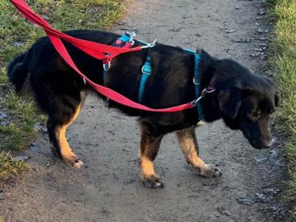 MARIA-zauberhafte Jung-Hündin,43 cm