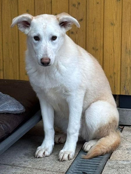 SINA-freundliche, liebe Jung-Hündin,59cm