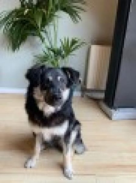 Filou sucht einen Garten