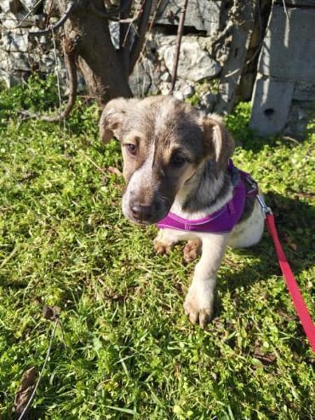 Beagle Basset Mix sucht Körbchen