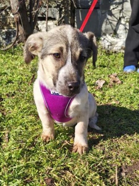 Beagle Basset Mix sucht Körbchen