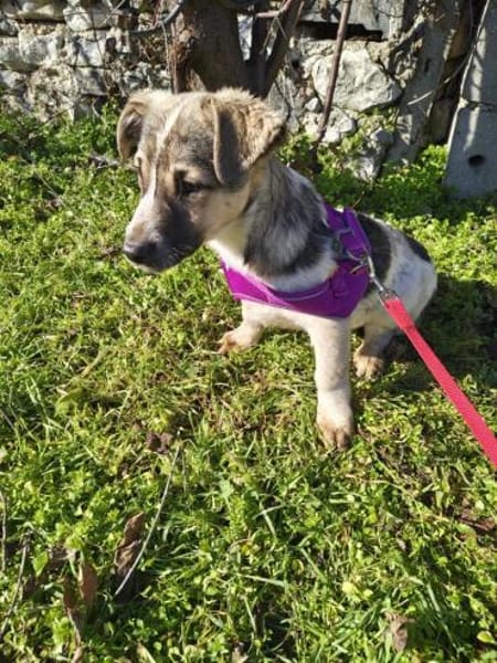 Beagle Basset Mix sucht Körbchen