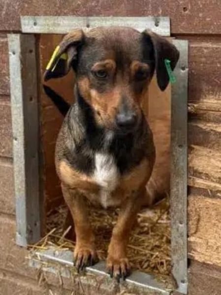 ERNI-menschen bezogener Rüde, 30 cm