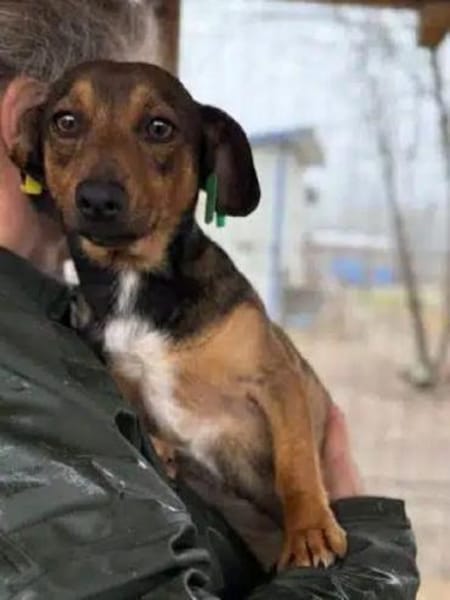 ERNI-menschen bezogener Rüde, 30 cm