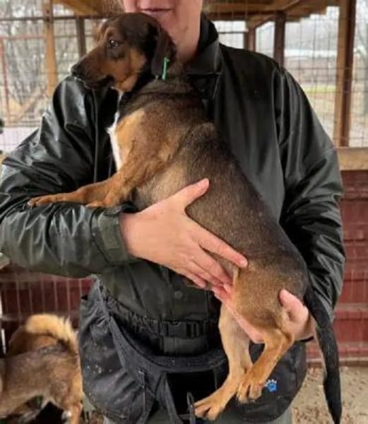 ERNI-menschen bezogener Rüde, 30 cm