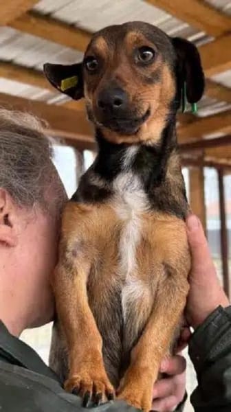 ERNI-menschen bezogener Rüde, 30 cm